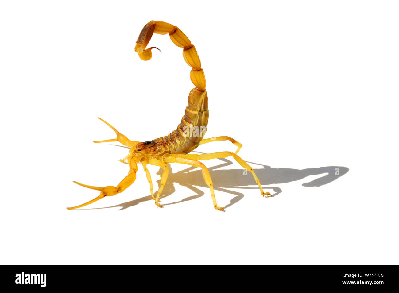 Deathstalker / Palestina giallo (Scorpione Leiurus quinquestriatus) contro uno sfondo bianco. La Tunisia, Africa. Foto Stock