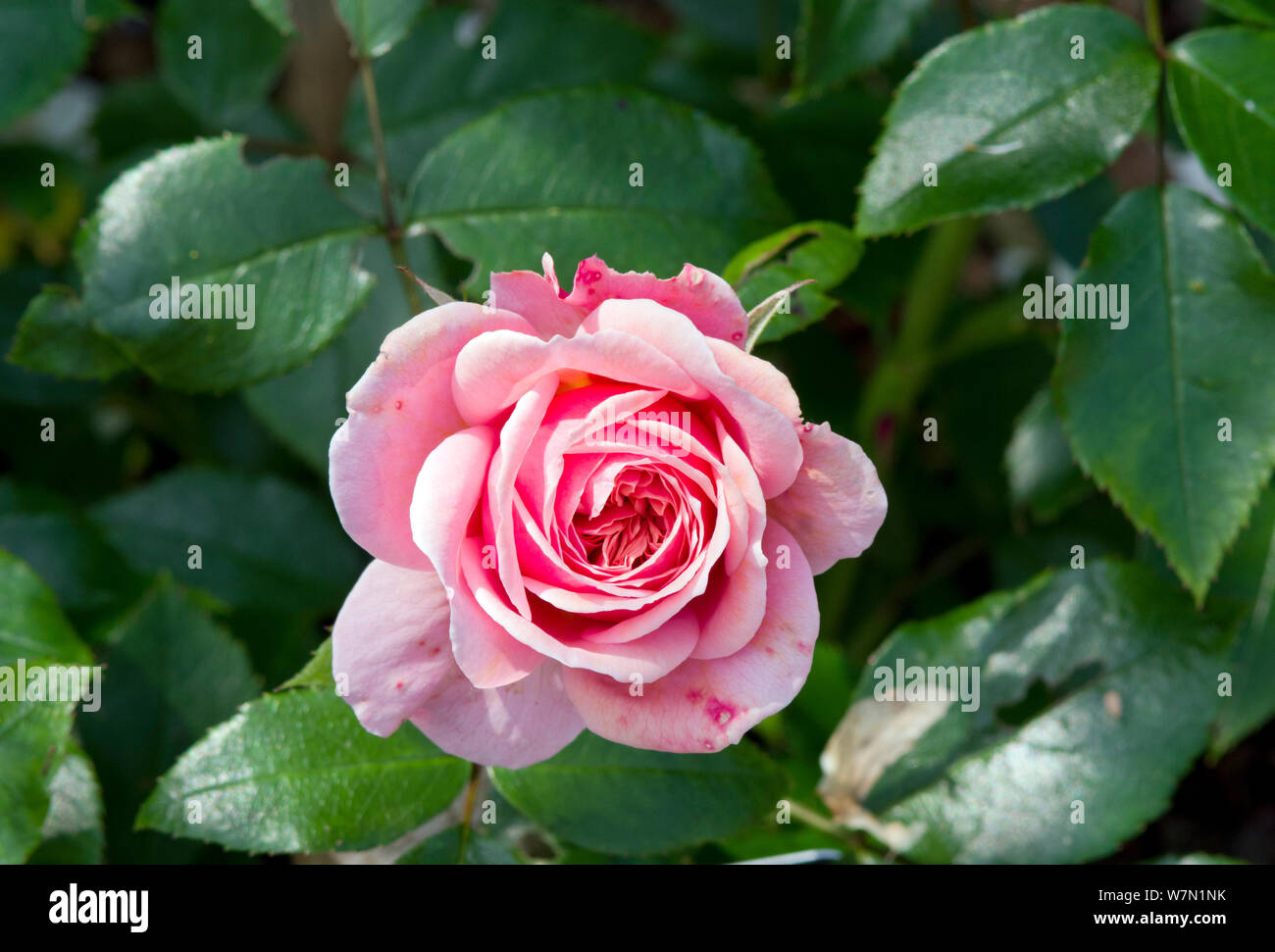 Rosa Joie de Vivre Foto Stock