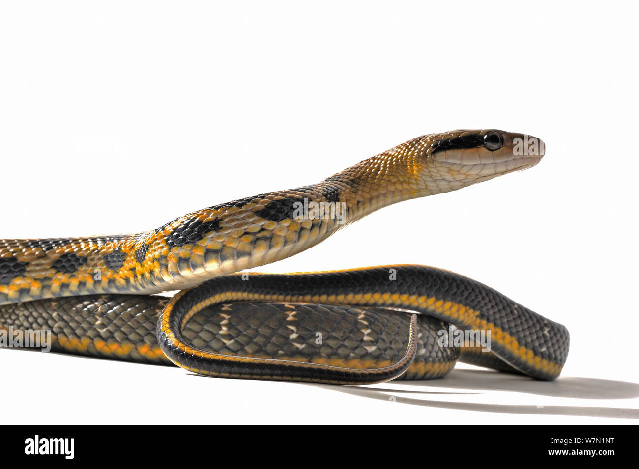 Taiwan bellezza Ratsnake (Orthriophis taeniurus) contro uno sfondo bianco. Endemica di Taiwan e del Sud Est Asiatico. Foto Stock