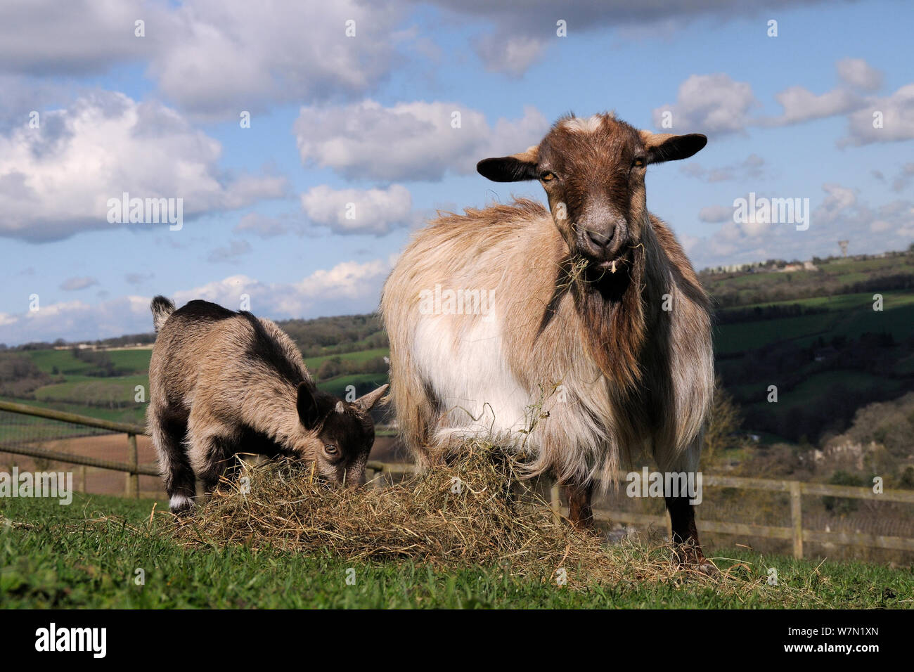 La madre e il bambino pigmeo (Capra hircus) di pascolare su fieno nel paddock di collina, Wiltshire, Regno Unito, Marzo. Foto Stock