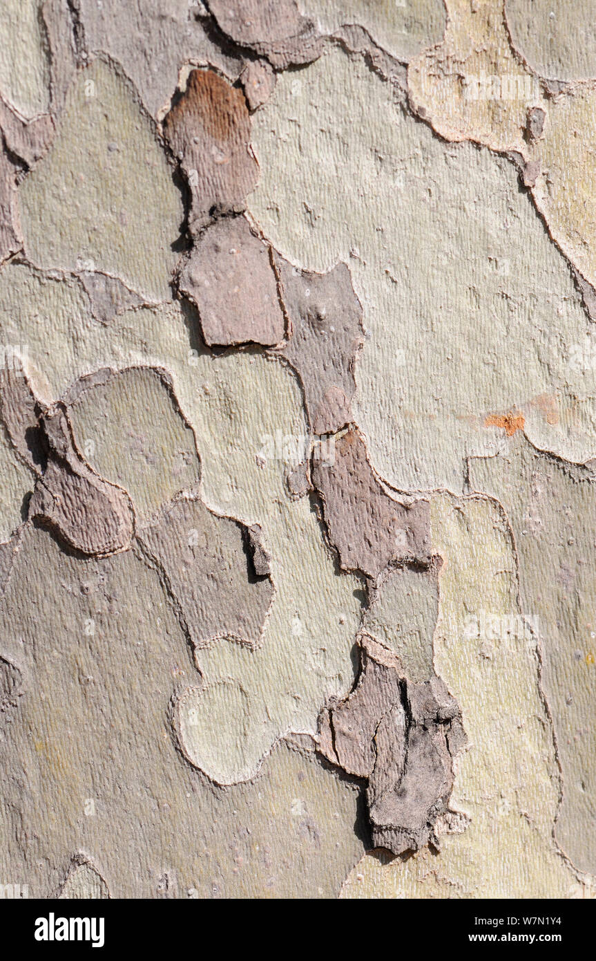 Incrinato, corteccia di resistente all'inquinamento London Plane Tree (Platanus x hispanica), Londra, Regno Unito, maggio. 2012 Foto Stock