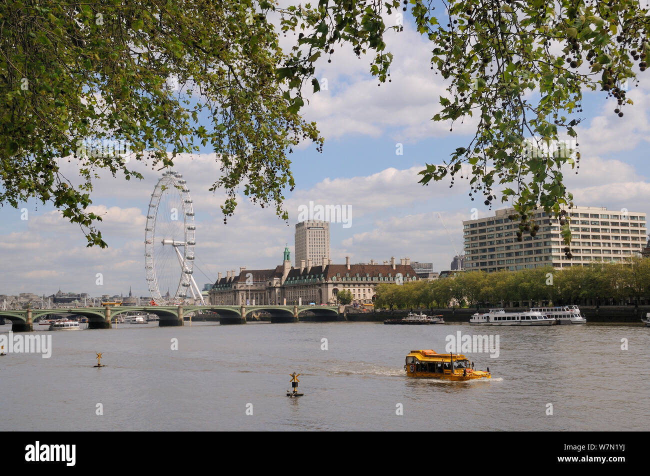 Londra platani (Platanus x hispanica) a strapiombo sul fiume Tamigi con la London Eye, Westminster Bridge e County Hall in background, Londra, Regno Unito, maggio. 2012 Foto Stock