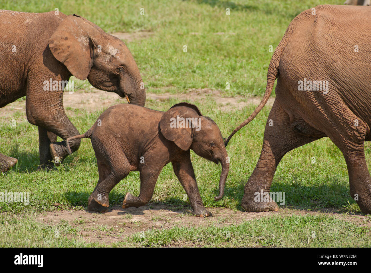 Foresta Africana Elefante africano (Loxodonta africana cyclotis vitello) tenendo la coda di un adulto. Dzanga Bai, Dzanga-Ndoki National Park, Repubblica Centrafricana. Foto Stock