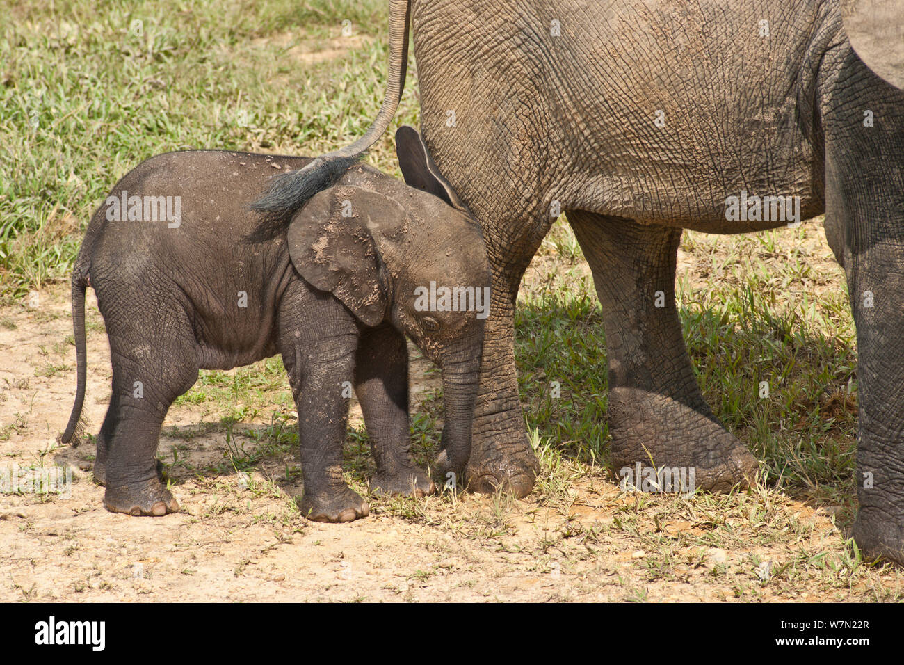 Foresta Africana Elefante africano (Loxodonta africana cyclotis) permanente di vitello da adulto. Dzanga Bai, Dzanga-Ndoki National Park, Repubblica Centrafricana. Foto Stock
