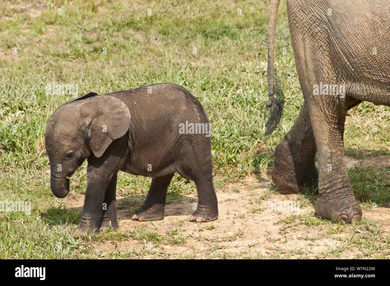 Foresta Africana Elefante africano (Loxodonta africana cyclotis) dietro di vitello adulto. Dzanga Bai, Dzanga-Ndoki National Park, Repubblica Centrafricana. Foto Stock