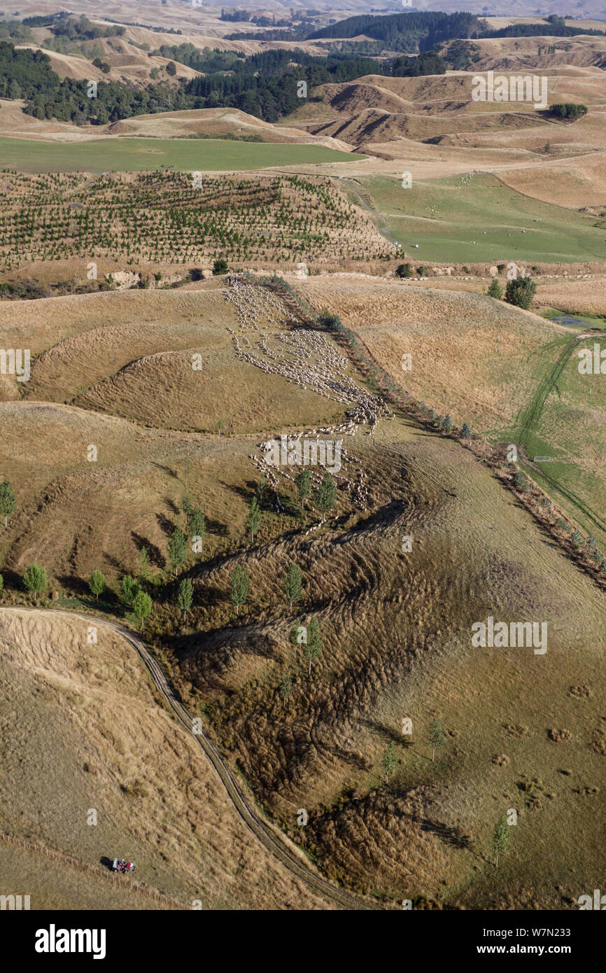 Pecora passò in rassegna in un gregge in terreni collinari, visto da un elicottero. Hawkes Bay, Isola del nord, Nuova Zelanda Foto Stock