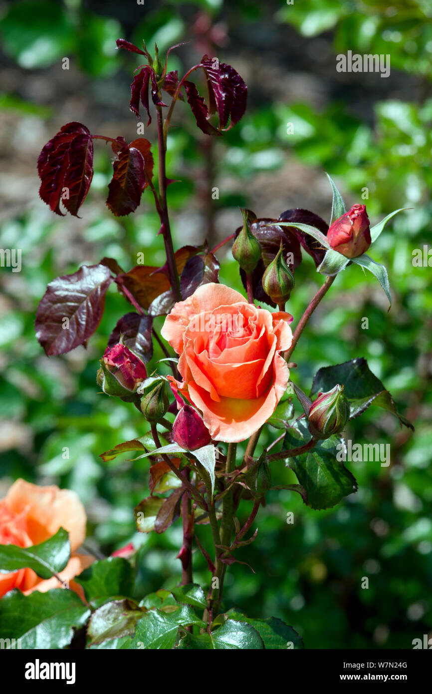 Tatton Rose Foto Stock