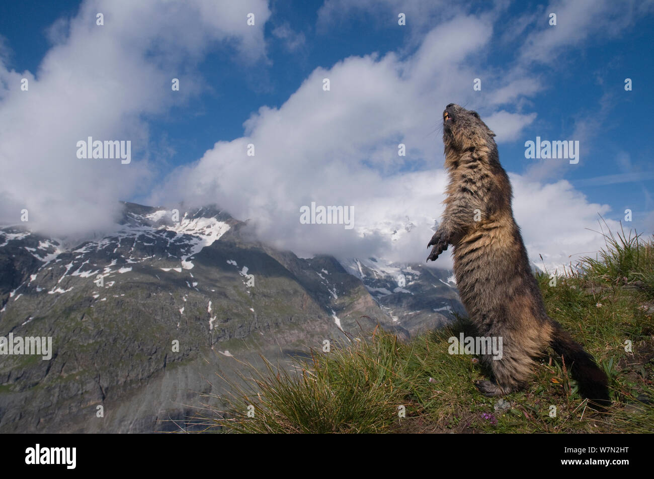 Alpine marmotta (Marmota marmota) in piedi, con il monte Großglockner (3798m) in background, Parco Nazionale degli Hohe Tauern, Austria, Luglio Foto Stock