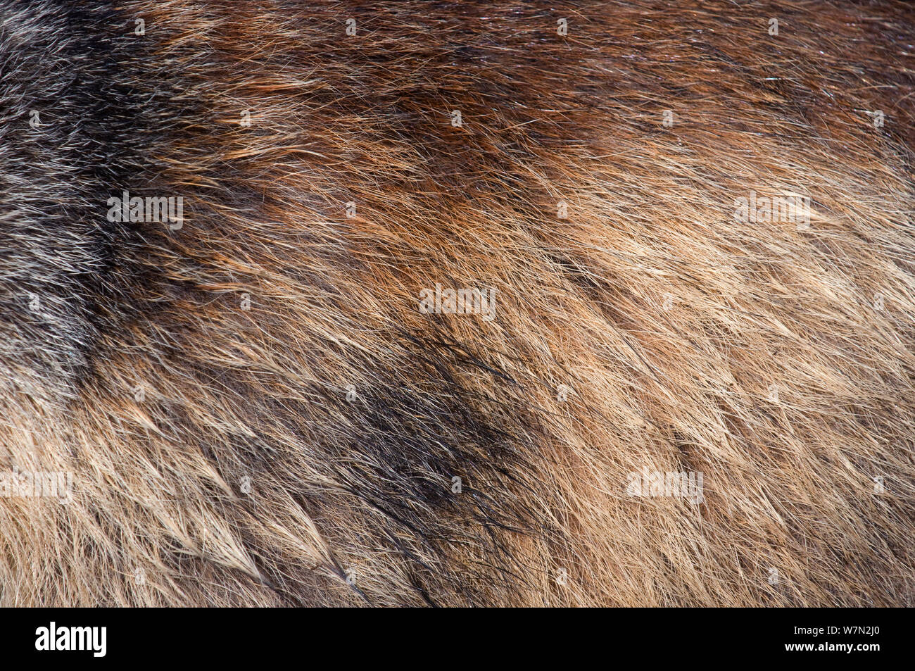 Close-up di Alpine marmotta (Marmota marmota) pelliccia, Parco Nazionale degli Hohe Tauern, Austria, Luglio Foto Stock