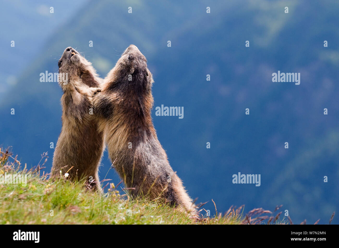 Marmotte (Marmota marmota) combattere il Parco Nazionale degli Alti Tauri, Austria, Luglio Foto Stock