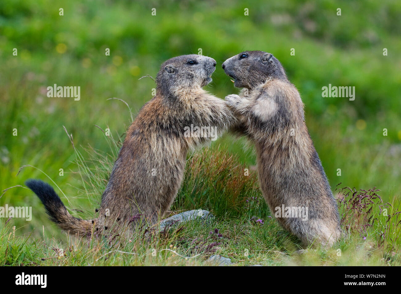 Marmotte (Marmota marmota) combattere il Parco Nazionale degli Alti Tauri, Austria, Luglio Foto Stock