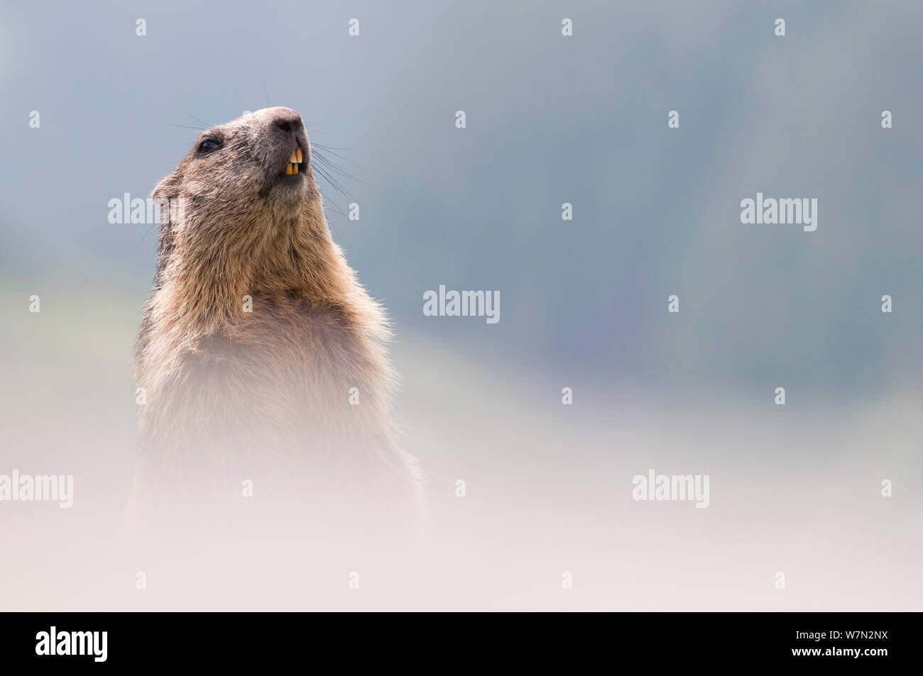Alpine marmotta (Marmota marmota), il Parco Nazionale degli Alti Tauri, Austria, Luglio Foto Stock