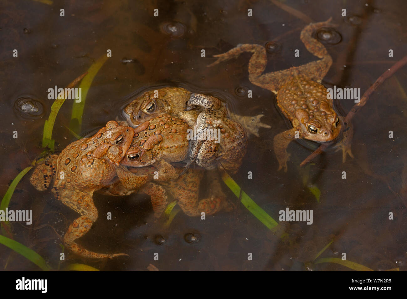 American toad (Bufo americanus) parecchi maschi di tentare di accoppiarsi con una femmina, New York, Stati Uniti d'America Foto Stock