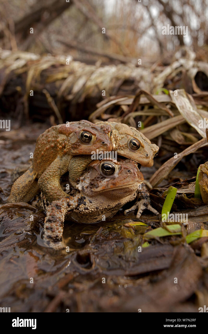 American toad (Bufo americanus) parecchi maschi di tentare di accoppiarsi con una femmina, New York, Stati Uniti d'America Foto Stock