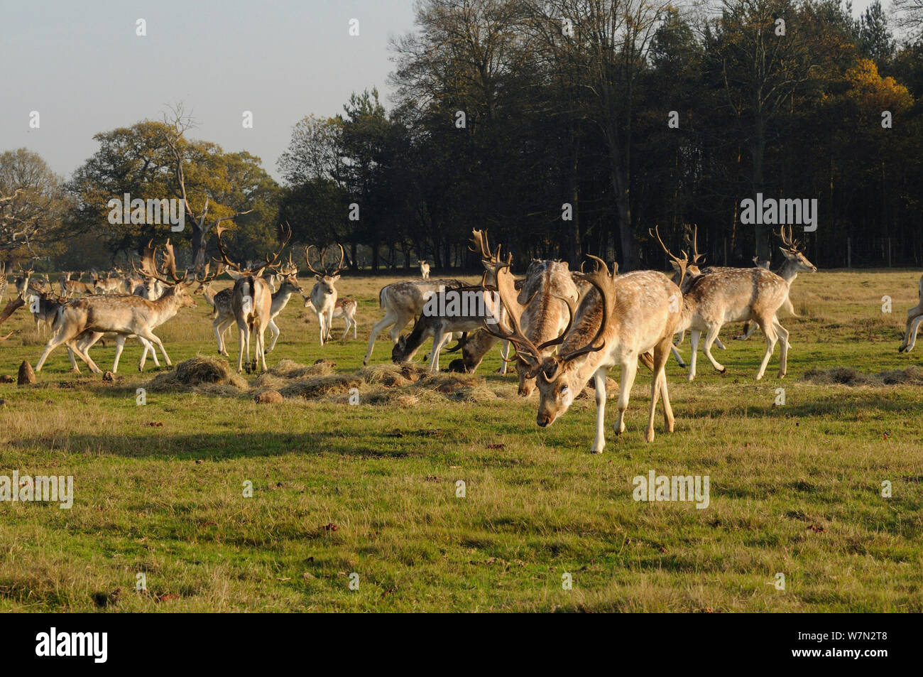 Daini (Dama Dama) feding sul fieno, Attingham Park, Shropshire, Inghilterra, Regno Unito, novembre 2011 Foto Stock