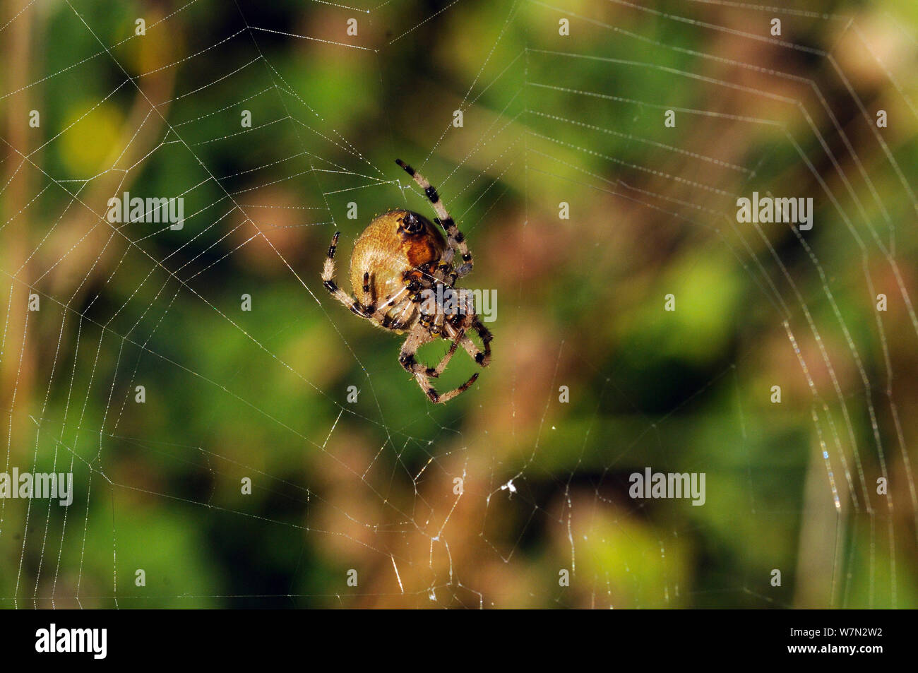 Giardino spider (Araneus diadematus) Riparazione di web, Essex, Inghilterra, Regno Unito, ottobre Foto Stock