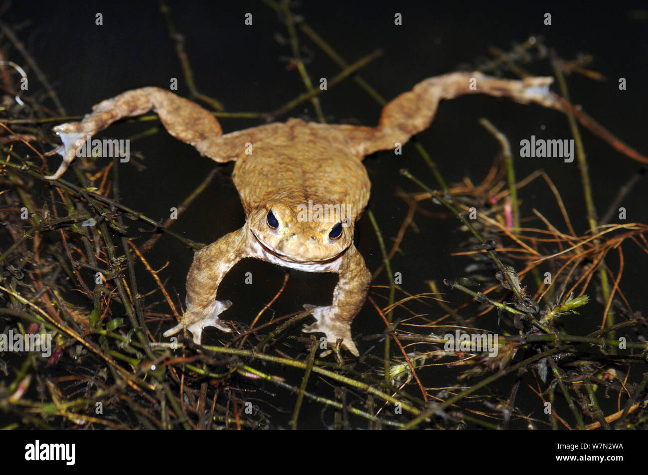 Maschio europeo comune toad (Bufo bufo) sulla superficie del lago, Herefordshire, England, Regno Unito, Marzo Foto Stock