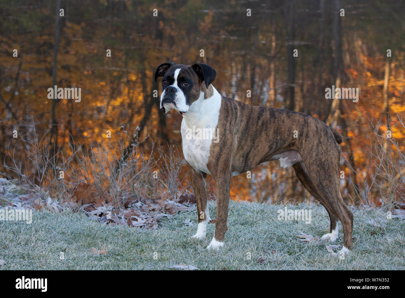 Maschio cane boxer ritratto, dal lago che rispecchia i colori autunnali. Foto Stock
