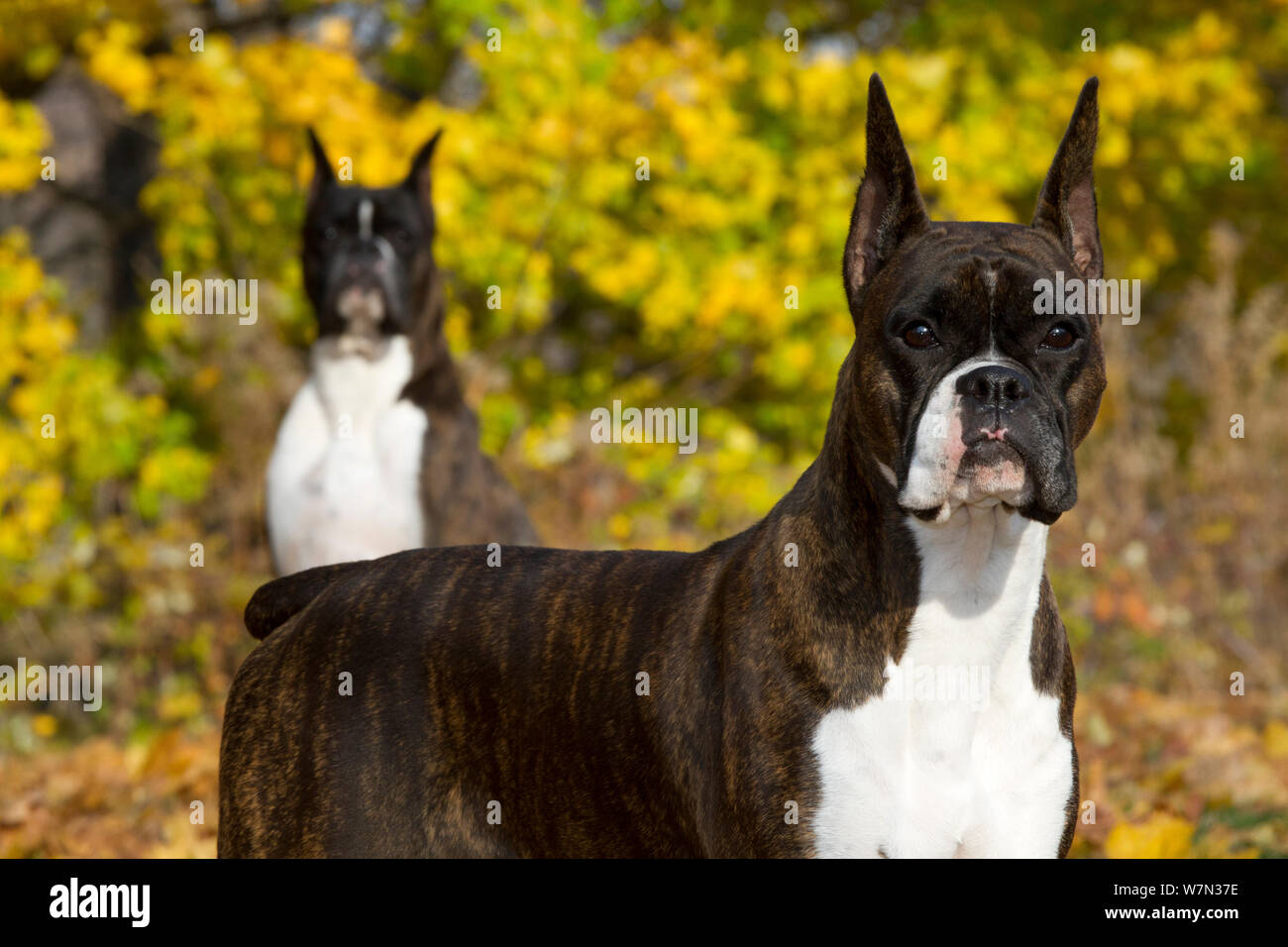 Boxer cani con orecchie, contro i colori autunnali, STATI UNITI D'AMERICA  Foto stock - Alamy