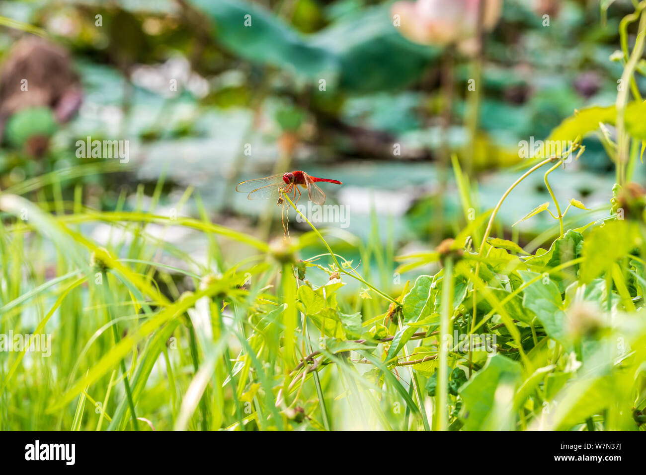 Marco foto di libellula rossa rufous marsh glider redbolt, poggiante su foglie verdi in stagno durante il giorno Foto Stock