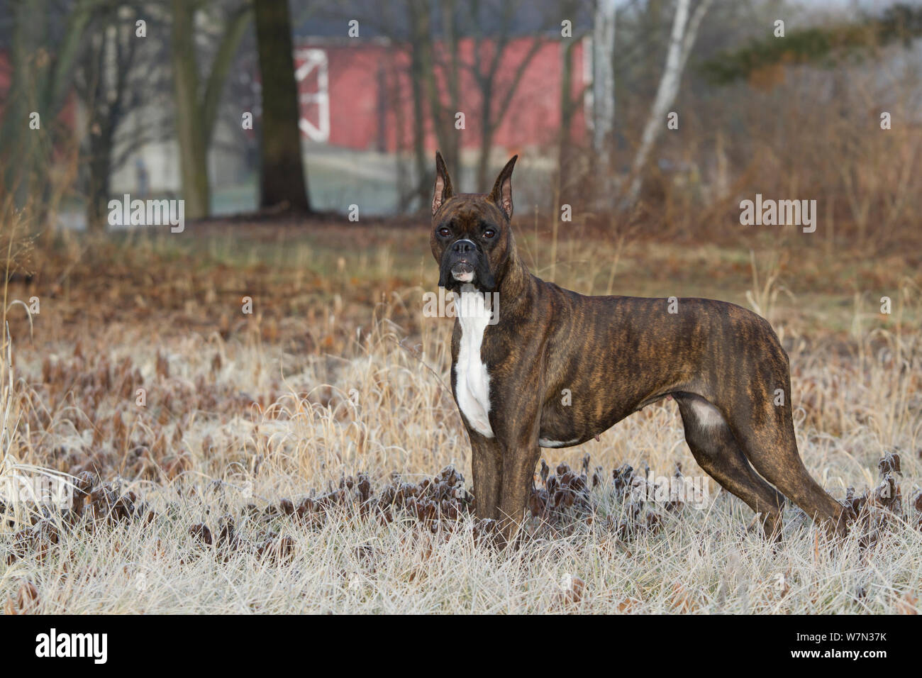 Cane Boxer con orecchie, ritratto tra frosty erba. Foto Stock