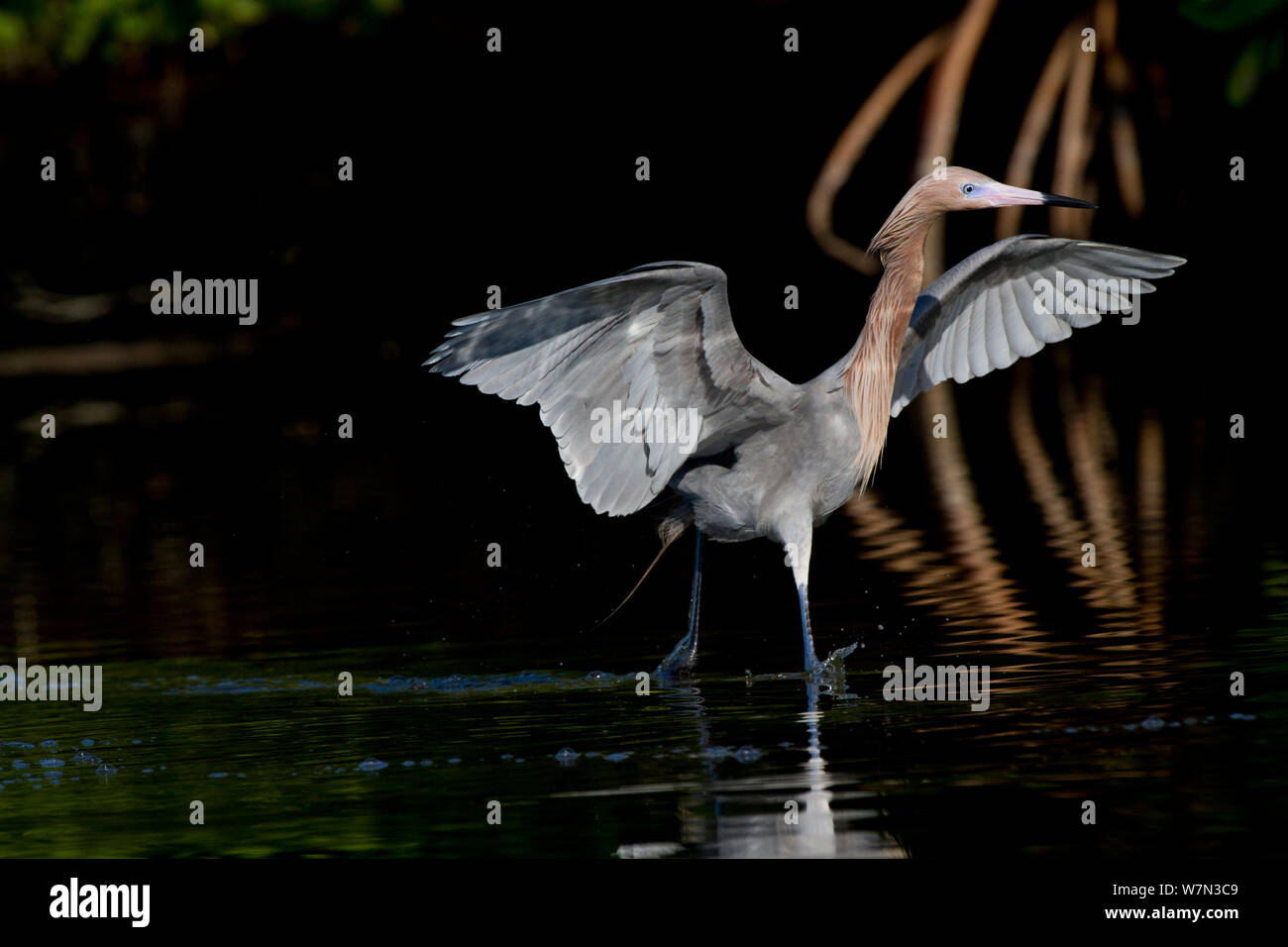 Reddish Garzetta (Egretta rufescens) in allevamento piumaggio, utilizzando caratteristica aprire le ali e di delimitazione di foraggio gait in corrispondenza del bordo della mangrovia rossa. Pinellas County, Florida, Stati Uniti d'America, Marzo. Foto Stock