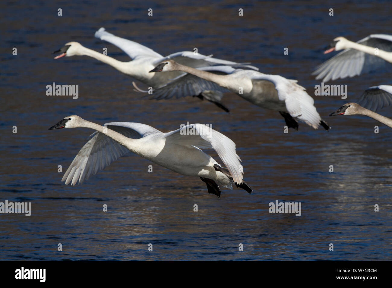 I cigni trombetta (Cygnus buccinatore) in volo sopra le rive del Mississippi, Minnesota, USA, febbraio. Foto Stock