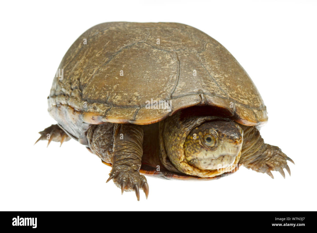 Fango orientale tartaruga (Kinosternon subrubrum) Richmond County, North Carolina, USA, Giugno, meetyourneighborsproject.net Foto Stock
