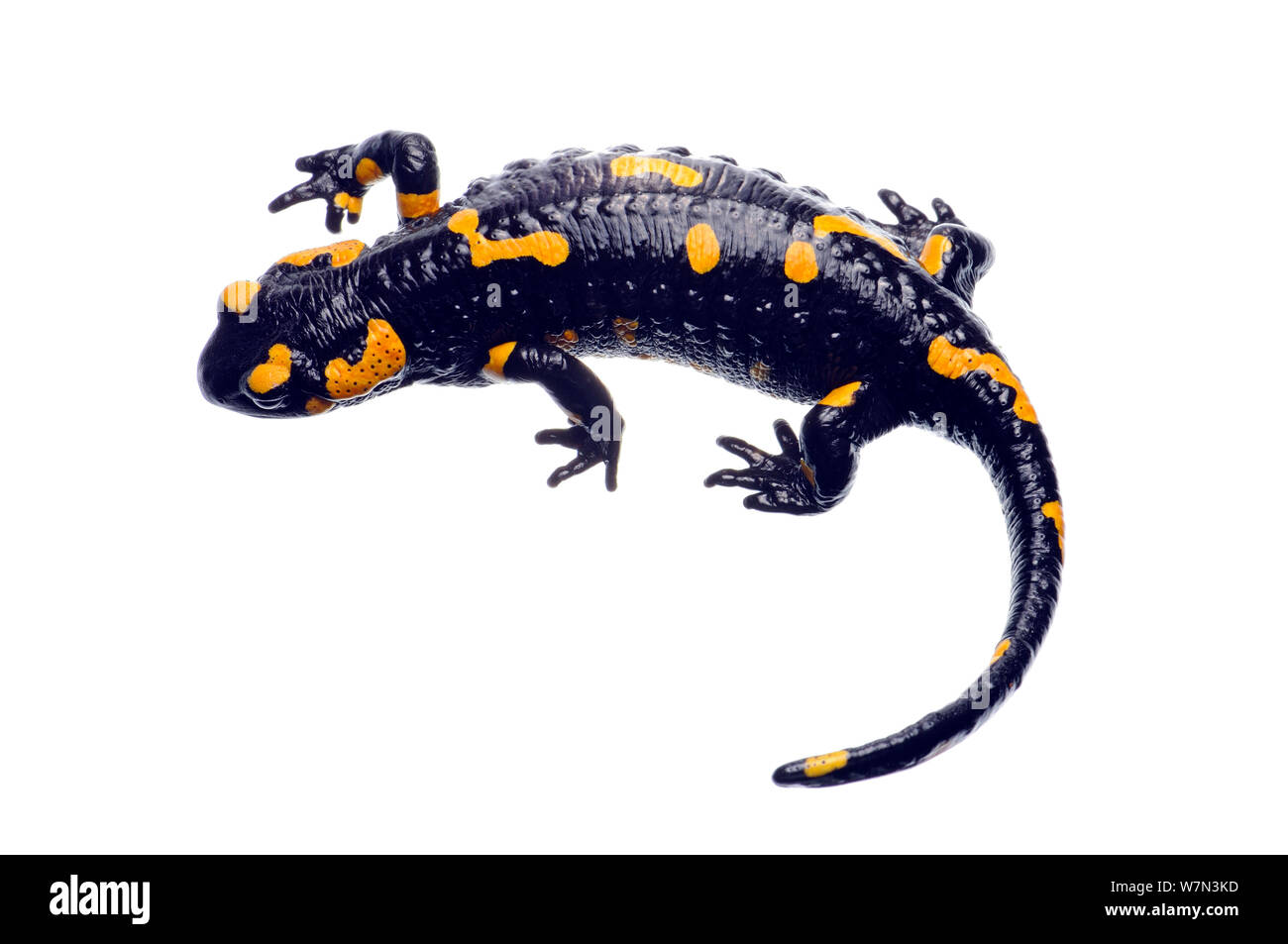 Europa / salamandra pezzata (Salamandra salamandra) femmina visualizzazione, Kostel, Slovenia, Marzo, progetto meetyourneighbors.net Foto Stock