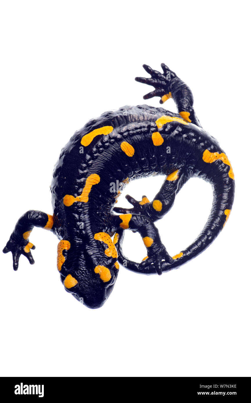 Europa / salamandra pezzata (Salamandra salamandra) femmina visualizzazione, Kostel, Slovenia, Marzo, progetto meetyourneighbors.net Foto Stock