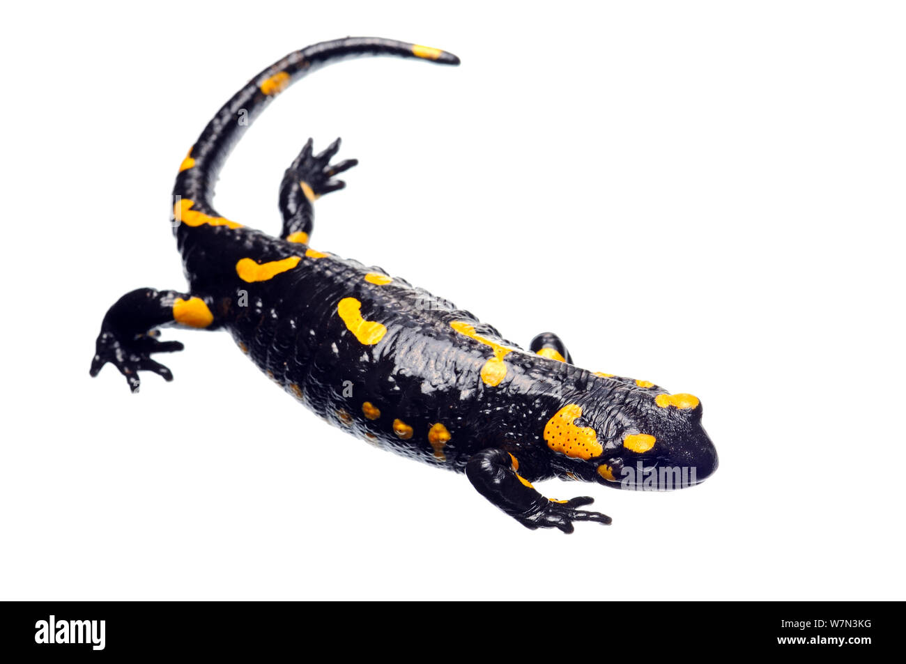 Europa / salamandra pezzata (Salamandra salamandra) femmina visualizzazione, Kostel, Slovenia, Marzo, progetto meetyourneighbors.net Foto Stock