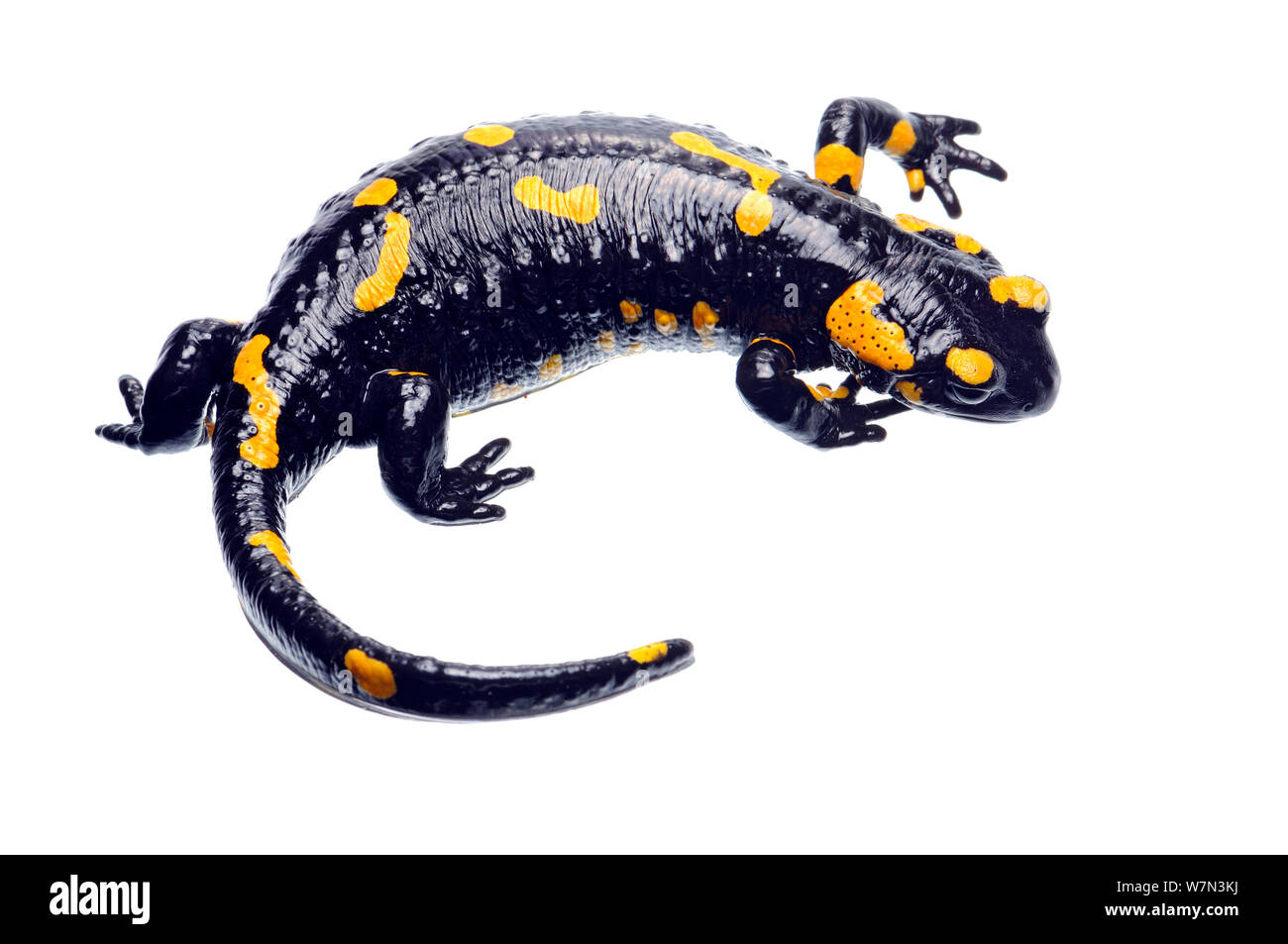 Europa / salamandra pezzata (Salamandra salamandra) femmina visualizzazione, Kostel, Slovenia, Marzo, progetto meetyourneighbors.net Foto Stock