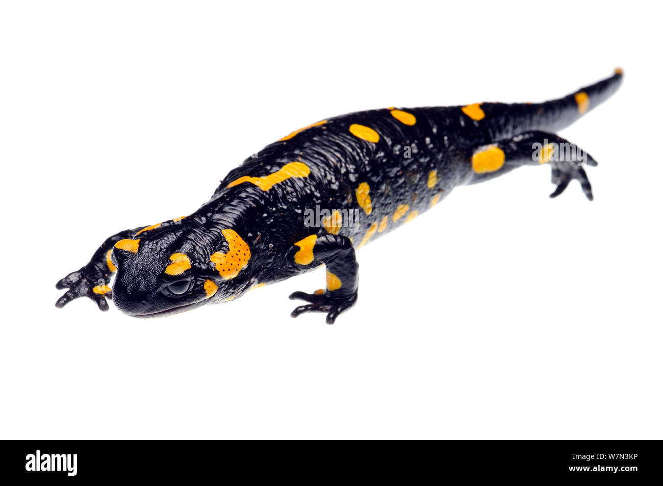 Europa / salamandra pezzata (Salamandra salamandra) femmina visualizzazione, Kostel, Slovenia, Marzo, progetto meetyourneighbors.net Foto Stock