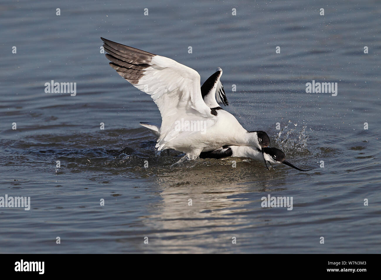Avocette (Recurvirostra avosetta) lotta contro il territorio, Lancashire, Regno Unito, Aprile Foto Stock