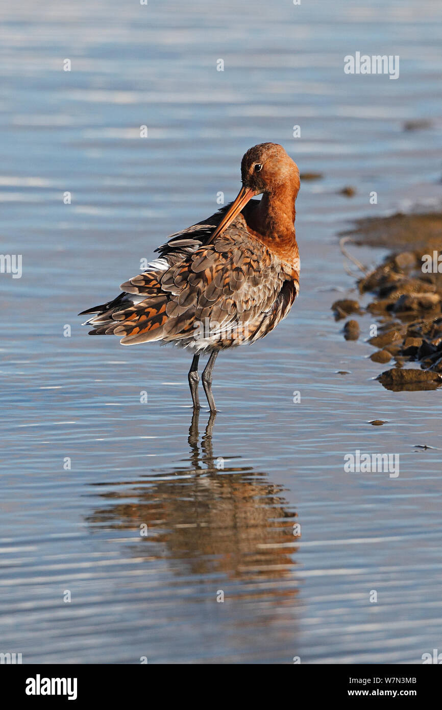 Nero-tailed Godwit (Limosa limosa) preening in stagno in marsh in estate piumaggio Lancashire, Regno Unito Aprile Foto Stock