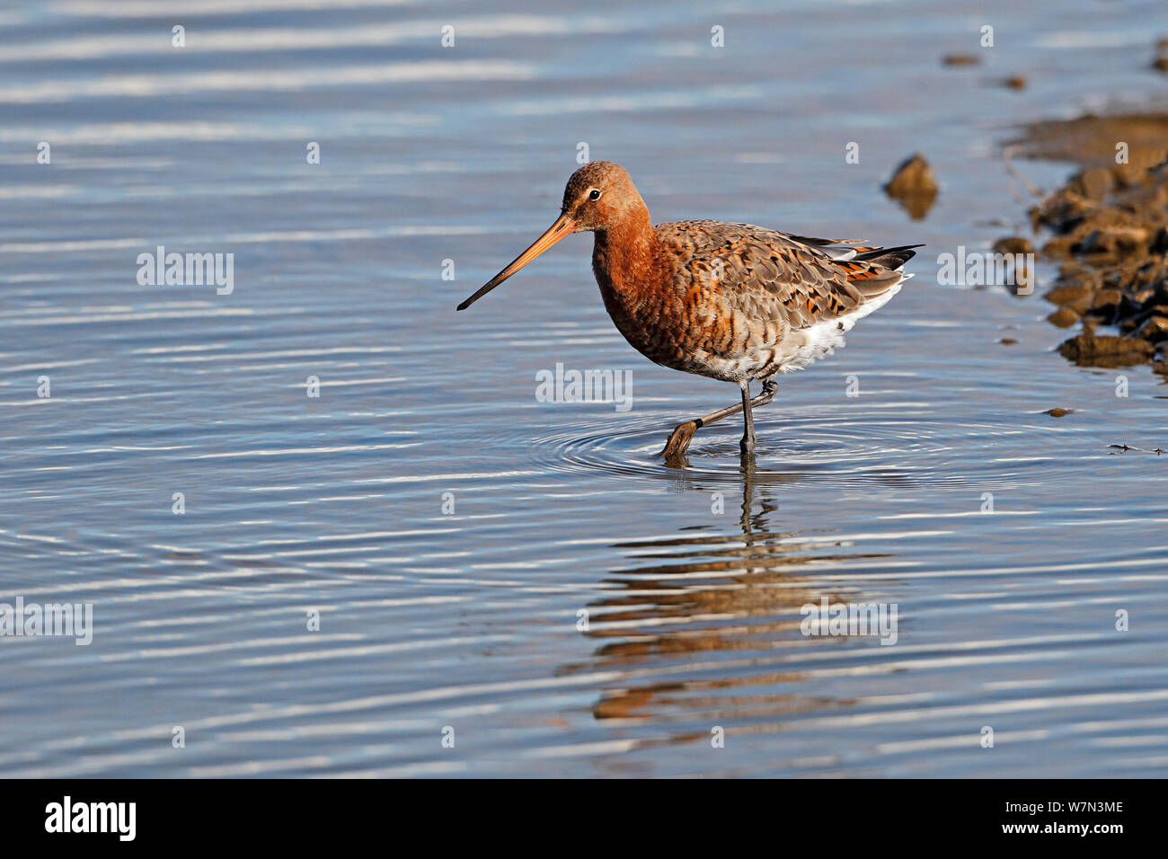 Nero-tailed Godwit (Limosa limosa) passeggiate in stagno in marsh in estate piumaggio, Lancashire, Regno Unito, Aprile Foto Stock