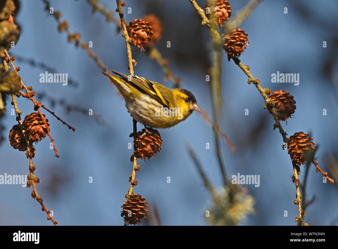 (Lucherino Carduelis spinus) maschio avanzamento sul cono di larice, il Galles del Nord, Regno Unito, Marzo Foto Stock