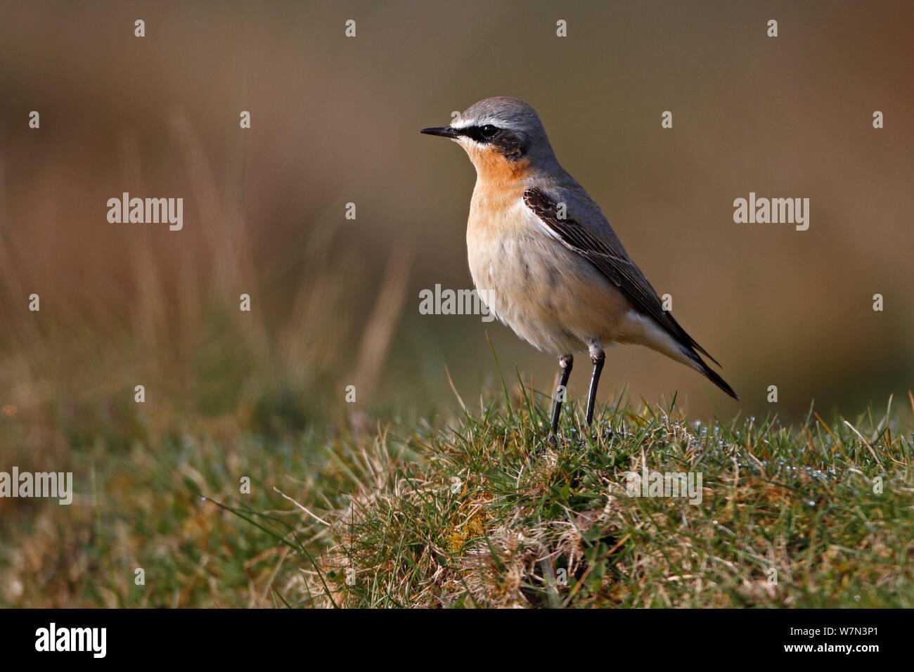 Maschio (Culbianco Oenanthe oenanthe) sulla brughiera, il Galles del Nord, Regno Unito, Aprile Foto Stock