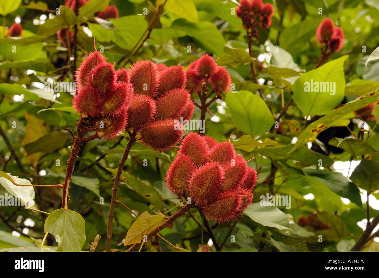Achiote (Bixa orelliana) capsule di semi, utilizzato per rendere il colorante rosso annato per i coloranti alimentari. Provincia di Manabi, Ecuador, Febbraio Foto Stock