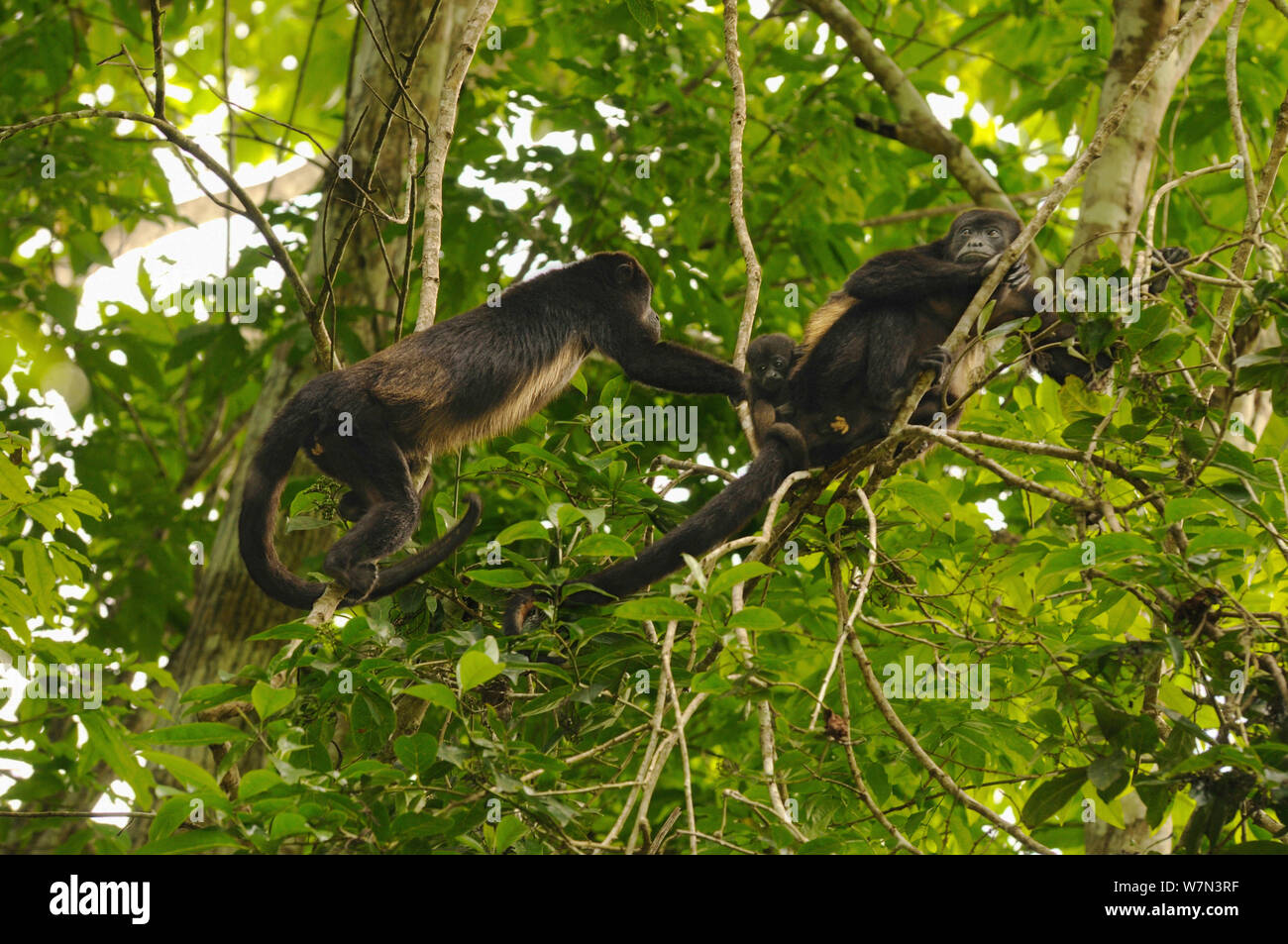 Due femmina Mantled / Golden scimmie urlatrici (Alouatta palliata) con un neonato in albero canopy, Lalo Loor Riserva, provincia di Manabi, Ecuador. Foto Stock