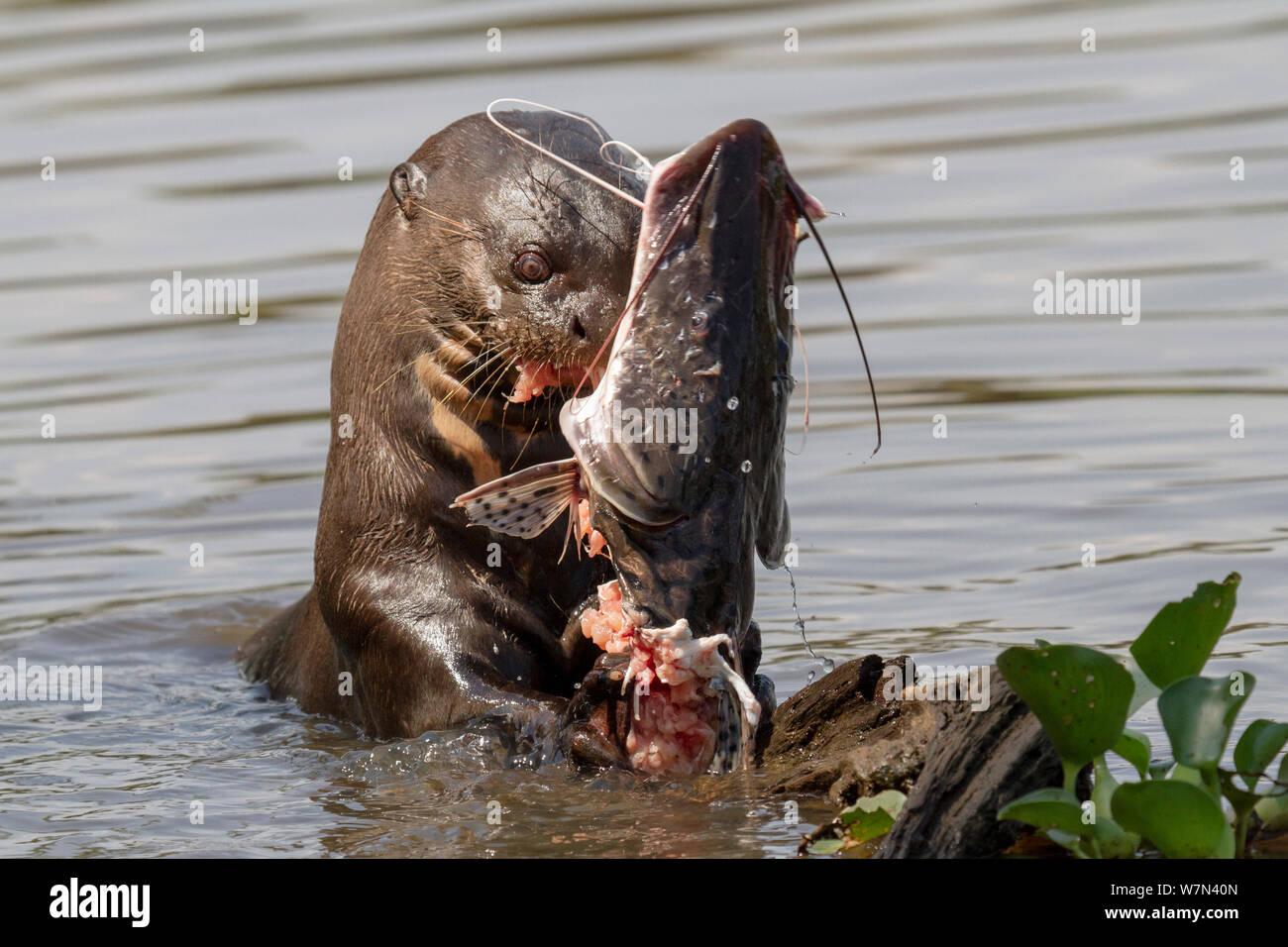 Lontra gigante (Pteronura brasiliensis) alimentazione sul pesce gatto Pantanal, Pocone, Brasile Foto Stock