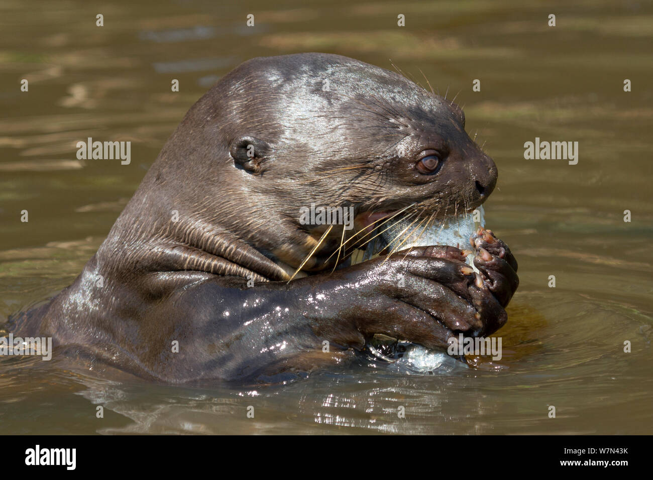 Lontra gigante (Pteronura brasiliensis) mangia del pesce in superficie, Pantanal, Pocone, il Brasile non disponibili per la suoneria/sfondo l'uso. Foto Stock