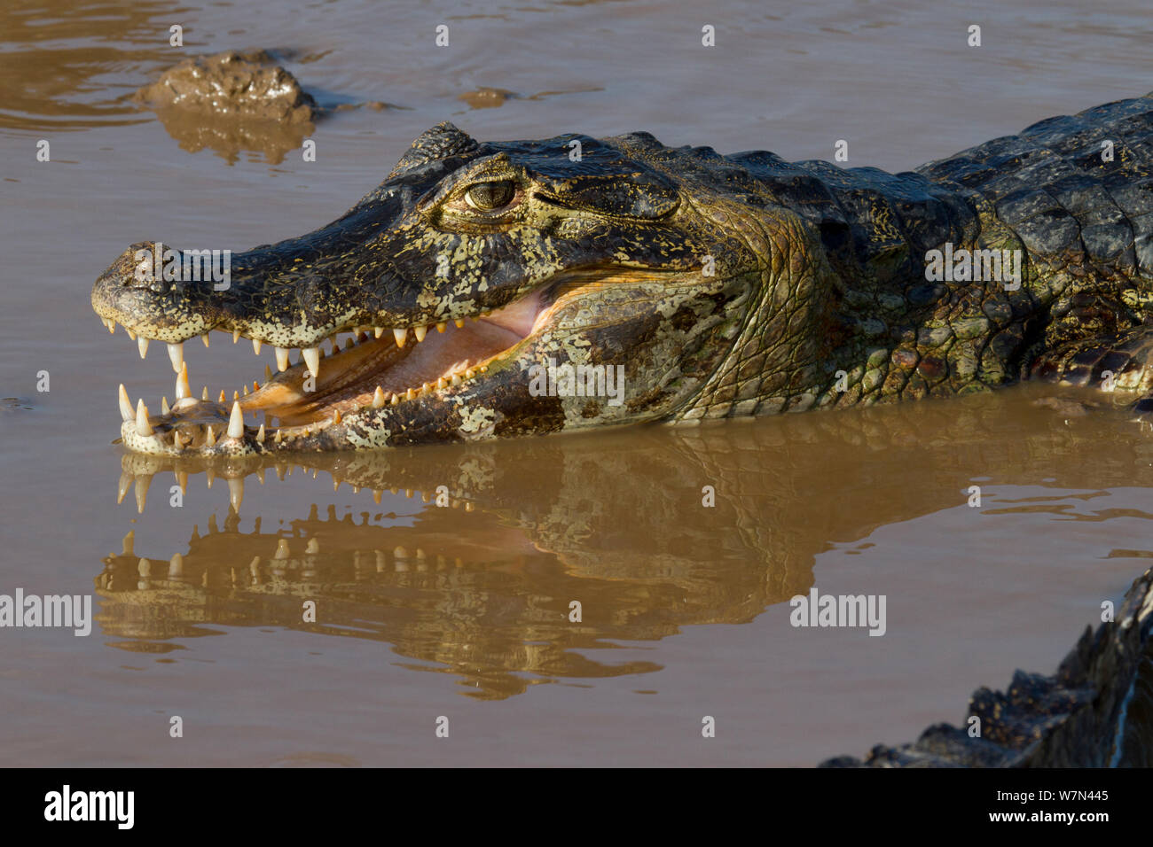 Caimano Yacare (yacare Caimano) Pantanal, Pocone, Brasile Foto Stock