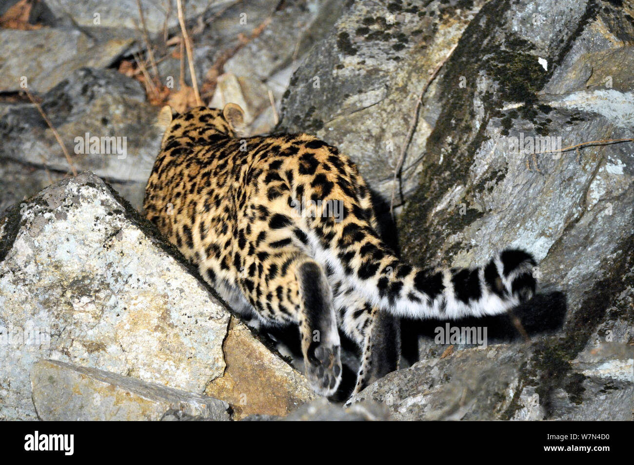 Amur Leopard (Panthera pardus orientalis) Vista posteriore, Kedrovaya Pad riserva, Primorskiy krai, Estremo Oriente russo. Dicembre, criticamente le specie in via di estinzione. Foto Stock