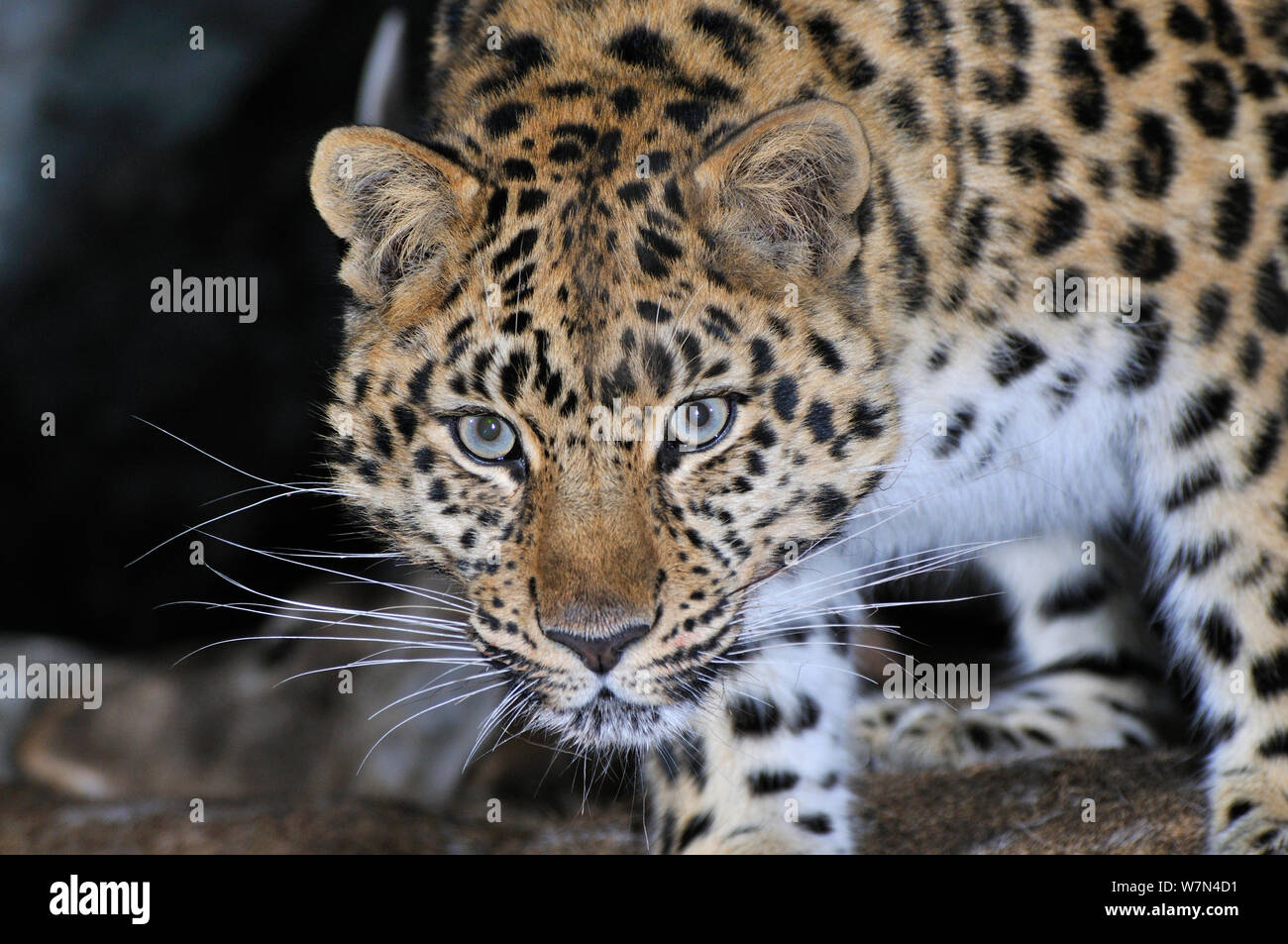 Amur Leopard (Panthera pardus orientalis) ritratto, Kedrovaya Pad riserva, Primorskiy krai, estremo oriente russo, gennaio, criticamente le specie in via di estinzione. Foto Stock