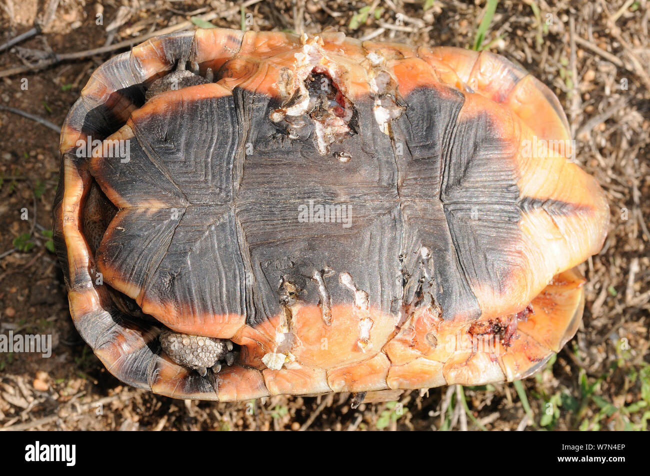 Angolare tartaruga (Chersina angulata) giovani femmine vivi ma con i morsi di babbuino. DeHoop riserva naturale, Western Cape, Sud Africa. Foto Stock