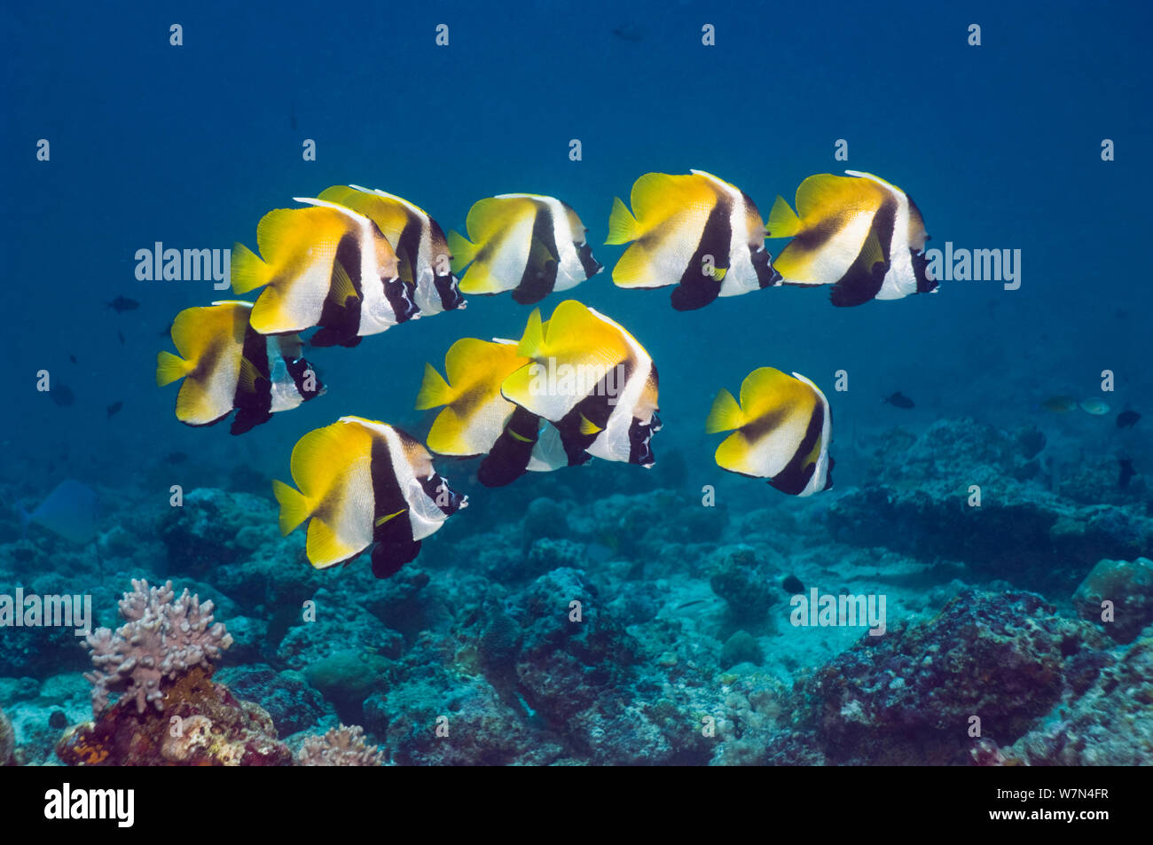 Bannerfish mascherato (Heniochus monoceros) il gruppo sopra il Coral reef, Maldive, Indo-West Pacific Foto Stock