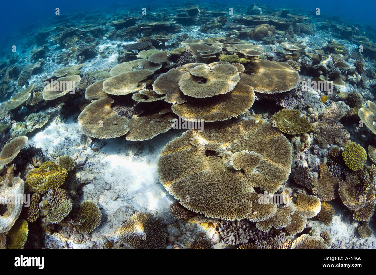 Tabella coralli superiore (Acropora hyacinthus) sun colline punteggiano il reef poco profondi top, Maldive, Oceano Indiano Foto Stock