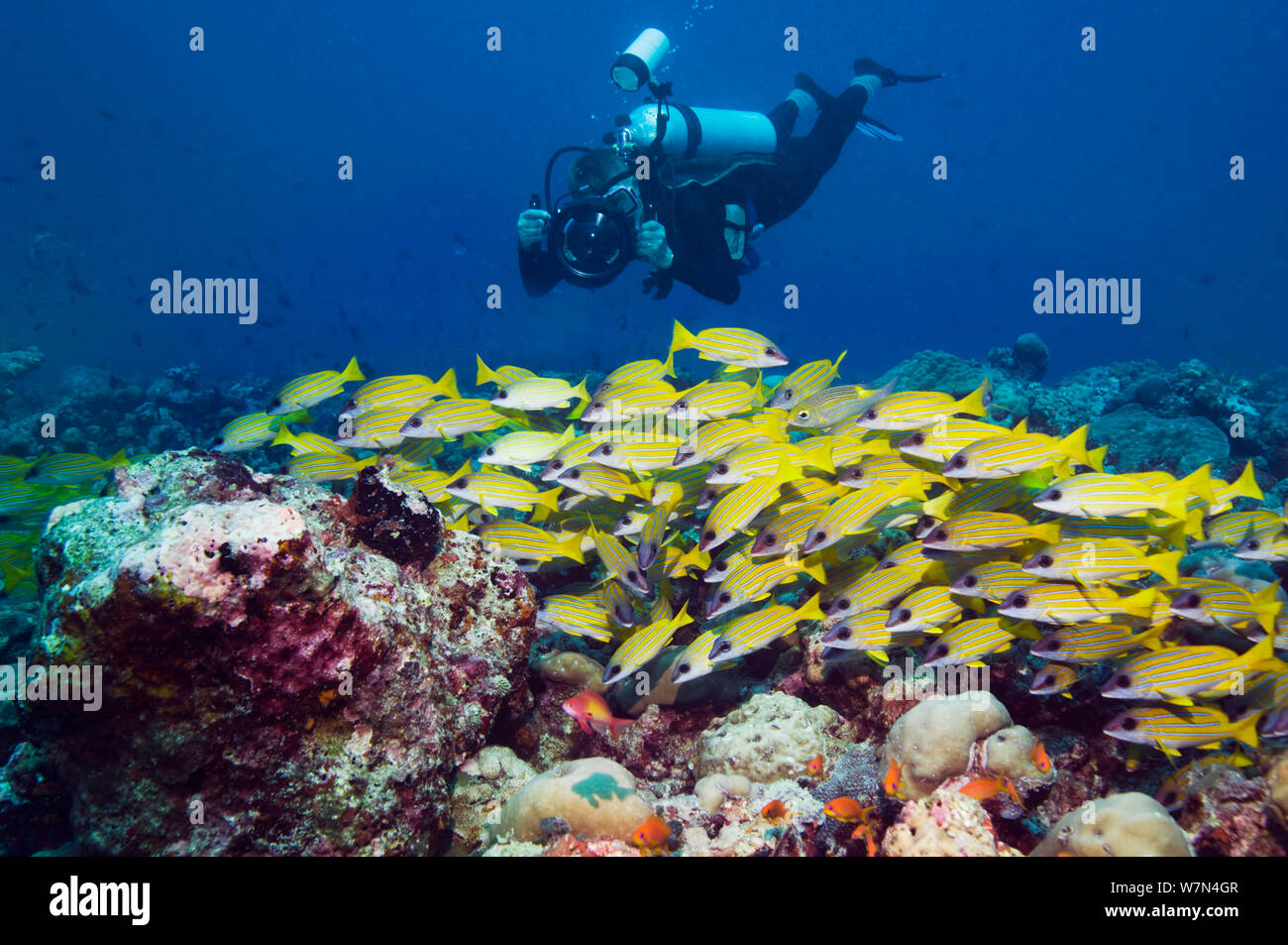 Blueline lutiani (Lutjanus kasmira) scuola con un fotografo subacqueo di scattare una foto. Maldive, Oceano Indiano, 2012 Foto Stock