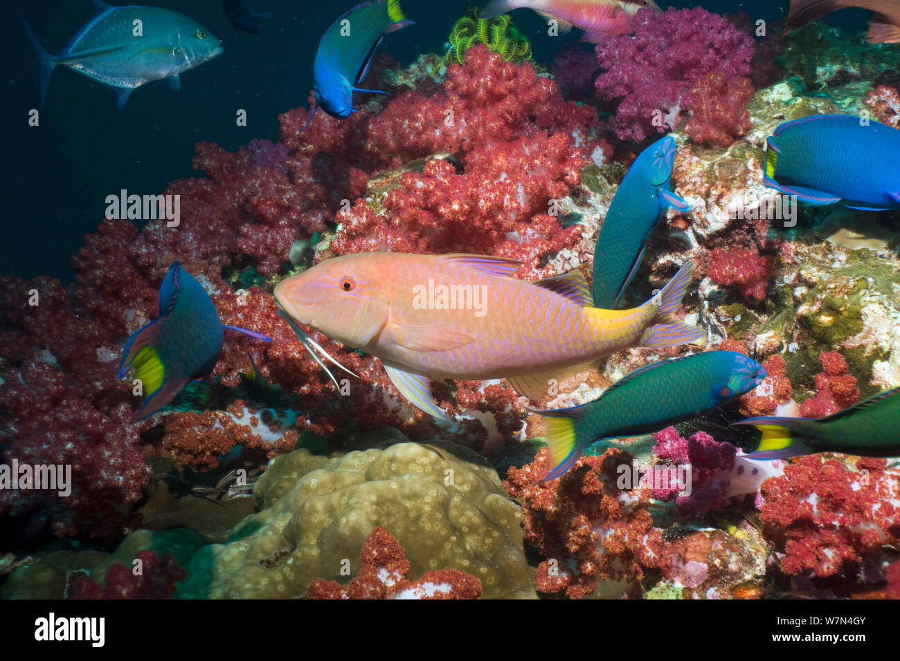 Yellowsaddle goatfish (Parupeneus cyclostomus) caccia Oltre coralli, sul Mare delle Andamane, Thailandia Foto Stock